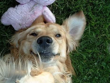 Golden retriever Charlie billede 9