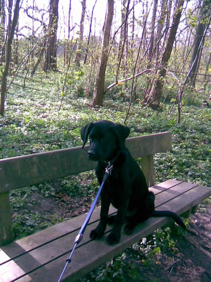 Labrador retriever Tyson - nej min bænk... Godt der ikke sidder nogen på den... For dette her er jo min bænk :P ss billede 7