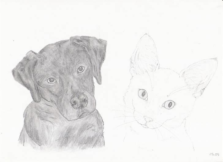 Labrador retriever Tyson - en tegning af min Hund Tyson og kat Nala. Desværre er katten ikke så tydlig da hun er helt hvid billede 8