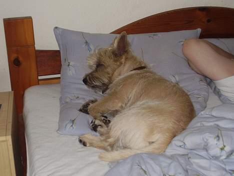 Cairn terrier vaks billede 1