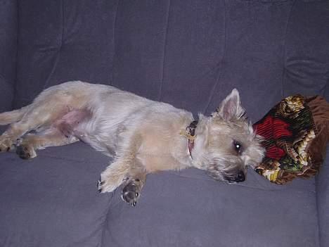 Cairn terrier vaks billede 2