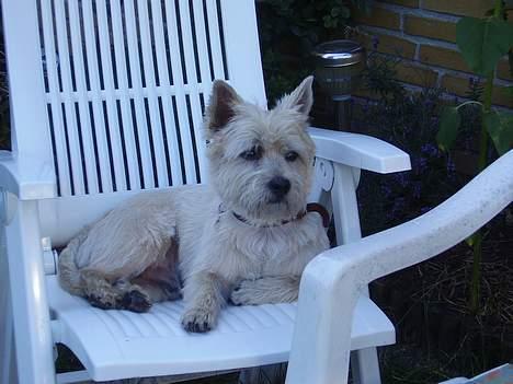 Cairn terrier vaks billede 3