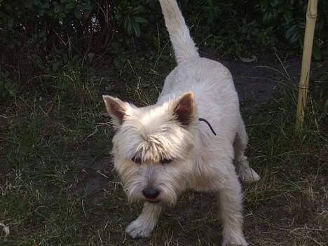 Cairn terrier vaks - jeg vil lege  billede 4