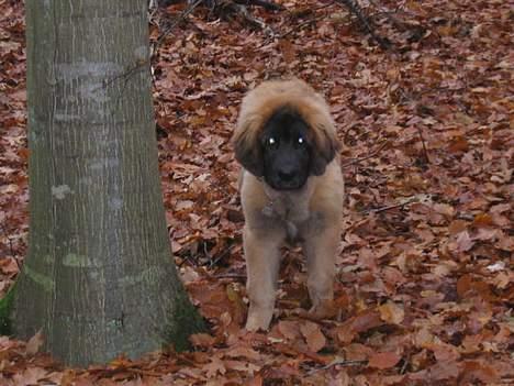 Leonberger weikas haydn (monrad) billede 10