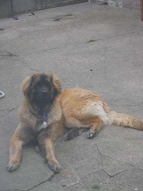 Leonberger weikas haydn (monrad) billede 11