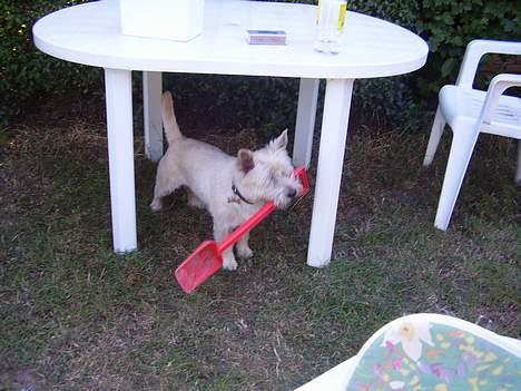 Cairn terrier vaks billede 5