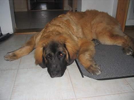 Leonberger weikas haydn (monrad) billede 12