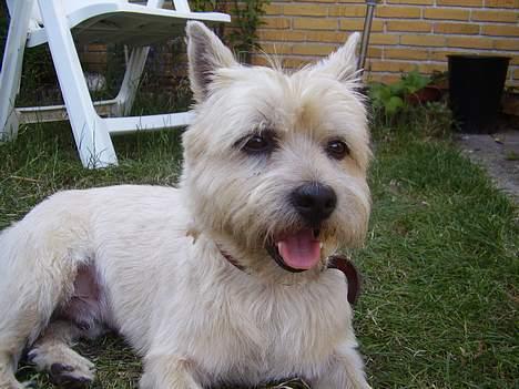 Cairn terrier vaks billede 6