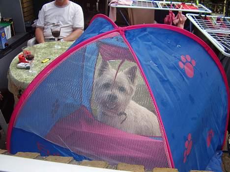 Cairn terrier vaks billede 7