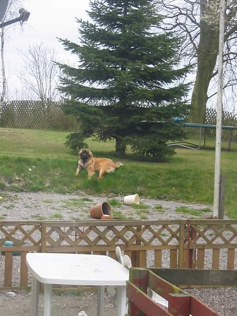 Leonberger weikas haydn (monrad) billede 13