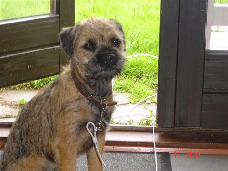 Border terrier Thilde billede 1