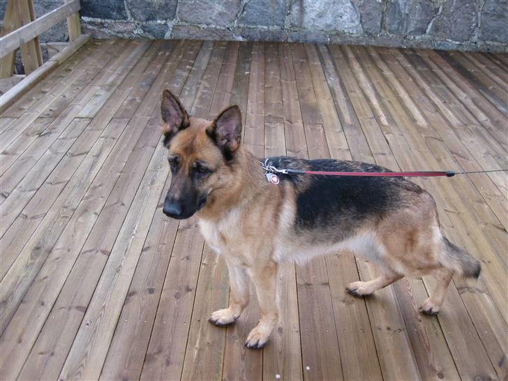 Schæferhund Akacias Indiana (Indi) - Puttehunden Indi billede 8