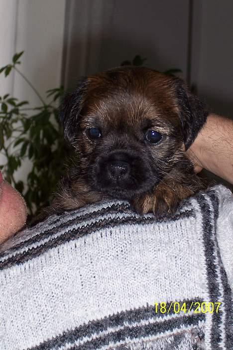 Border terrier Thilde billede 3