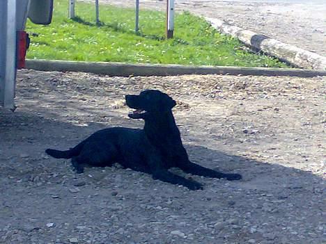 Labrador retriever Nedergaard´s Trulli billede 5