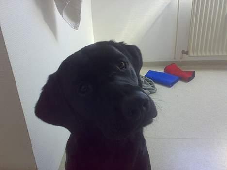 Labrador retriever Nedergaard´s Trulli billede 6