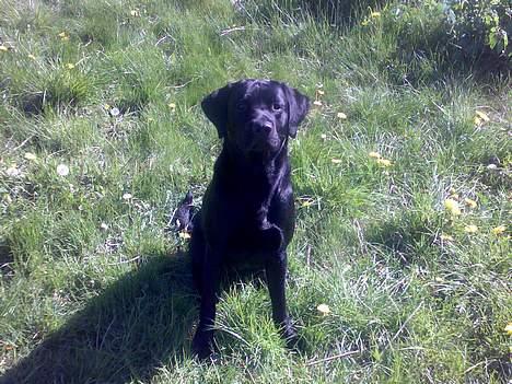 Labrador retriever Nedergaard´s Trulli billede 7