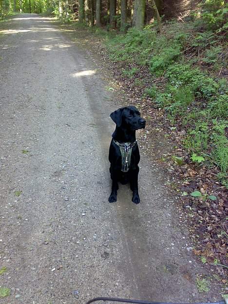 Labrador retriever Nedergaard´s Trulli billede 9