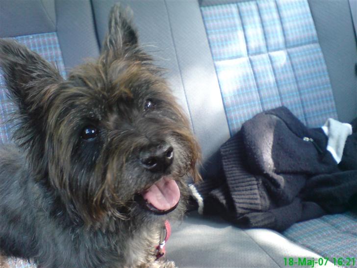Cairn terrier Emil - Emil den lille charmtrold ... billede 1