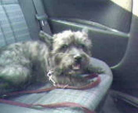 Cairn terrier Emil - Emil på bagsædet ...  billede 2