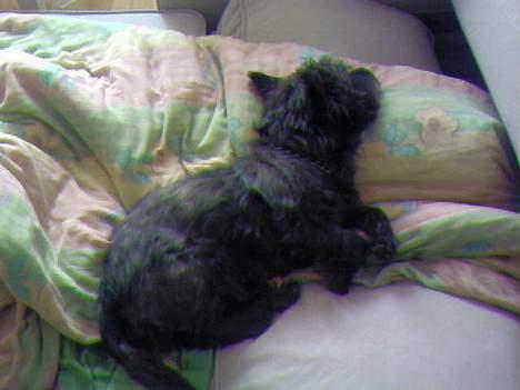 Cairn terrier Emil - Emil nyder solen i sengen ... billede 3