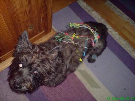 Cairn terrier Emil - Emil spændt op til Nyt Års lir ... billede 4