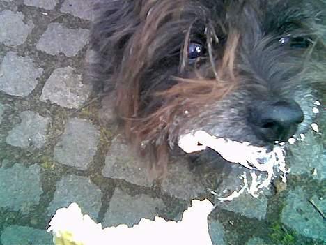 Cairn terrier Emil - Emil elsker guff ... billede 5