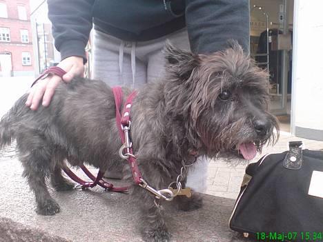 Cairn terrier Emil - Emil på bytur i Odense ... billede 6