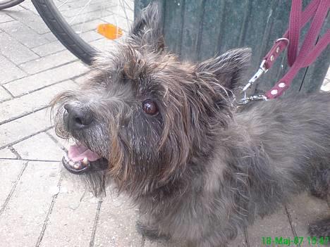 Cairn terrier Emil - Emil tigger ... billede 7