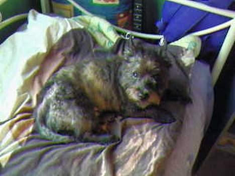 Cairn terrier Emil - Nytrimmet Emil ... billede 8