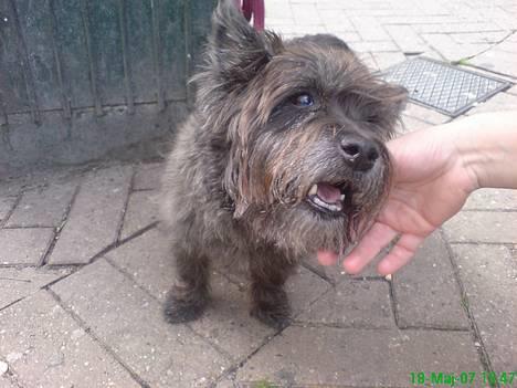 Cairn terrier Emil - Emil nyder at blive kælet med ...  billede 9