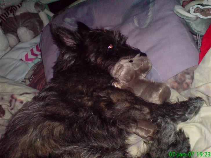 Cairn terrier Emil - Langhåret Emil ...  billede 10