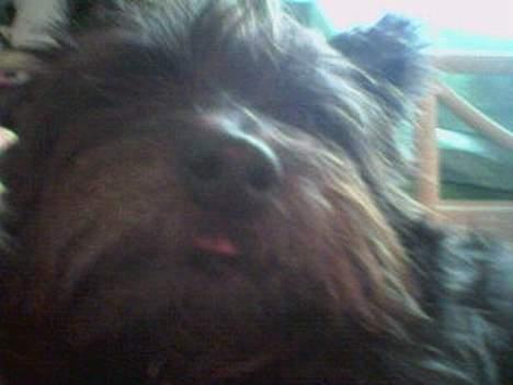 Cairn terrier Emil - Læg mærke til Emil´s tunge :D billede 11