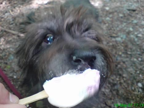 Cairn terrier Emil - Charme trolden Emil ...  billede 12