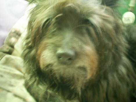 Cairn terrier Emil - Emil elsker at ligge i min seng ...  billede 13