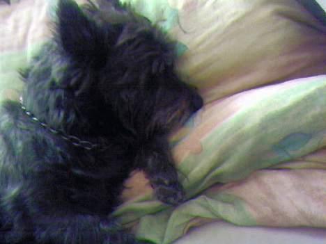 Cairn terrier Emil - Emil elsker også at sove ... billede 14