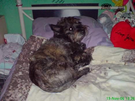 Cairn terrier Emil - Jeg er dit nye sovedyr ... billede 15