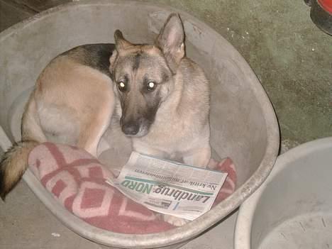 Schæferhund micka billede 11