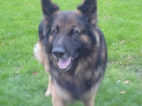 Schæferhund Tobilas Alfred R.I.P billede 1