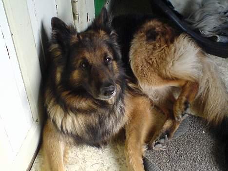 Schæferhund Tobilas Alfred R.I.P billede 2