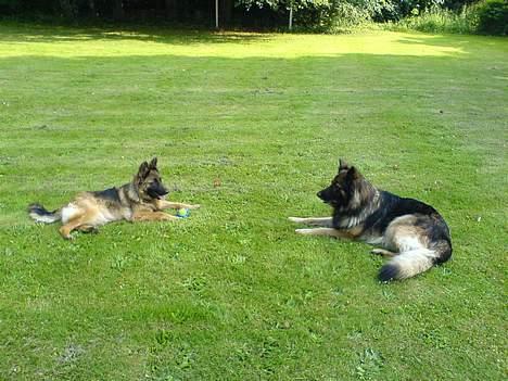 Schæferhund Tobilas Alfred R.I.P billede 3