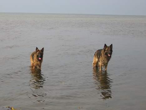 Schæferhund Tobilas Alfred R.I.P billede 4