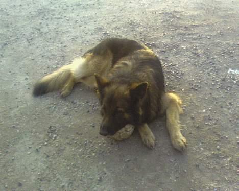 Schæferhund Tobilas Alfred R.I.P billede 5