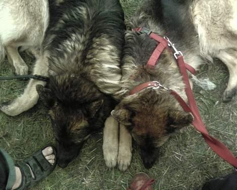 Schæferhund Tobilas Alfred R.I.P billede 6