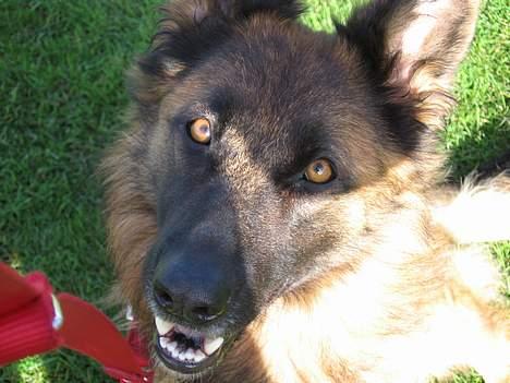 Schæferhund uptown ingeborg billede 1