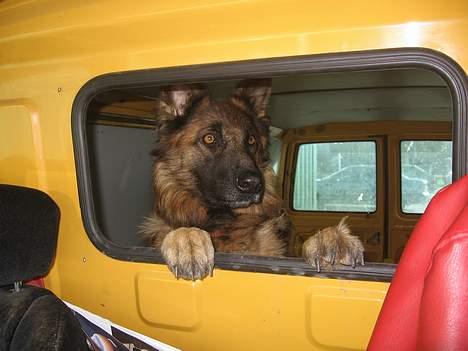 Schæferhund uptown ingeborg billede 2