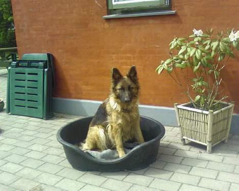 Schæferhund uptown ingeborg billede 3