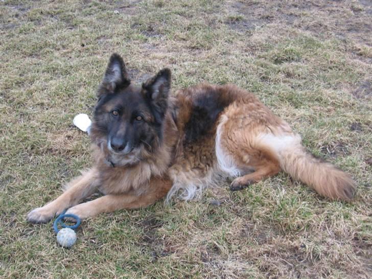 Schæferhund uptown ingeborg billede 4