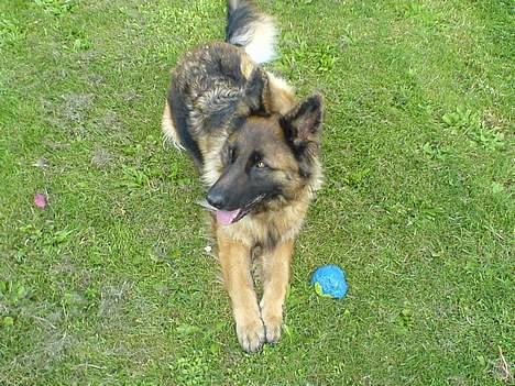 Schæferhund uptown ingeborg billede 5