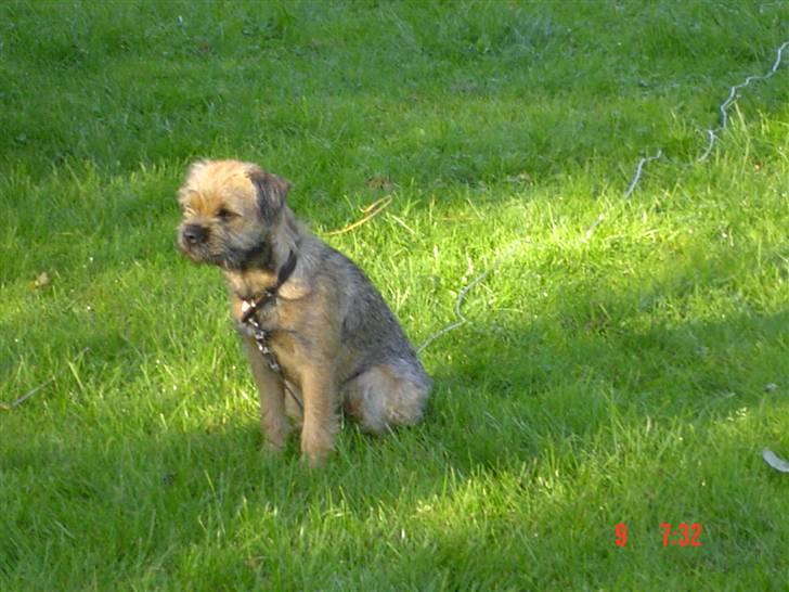 Border terrier Thilde billede 5