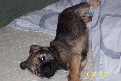 Border terrier Thilde billede 7